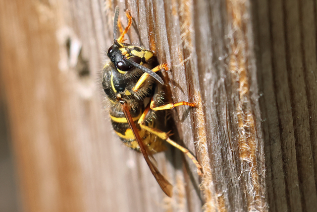 Vliesvleugeligen (Hymenoptera)